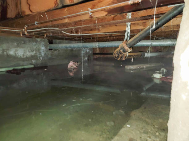 Best Flood damage cleanup  in Tarentum, PA