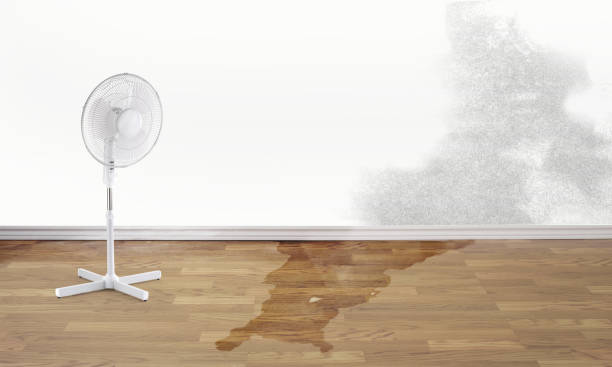 Best Professional water damage repair  in Tarentum, PA